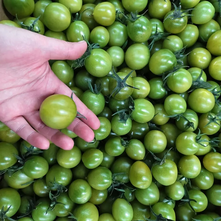 清甜二号小番茄绿色现摘薄皮酸甜爆汁