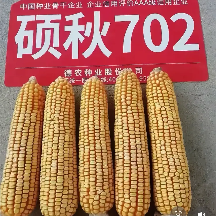 硕秋702（5送1）高产抗倒玉米种子大穗抗病品种国审红轴大棒