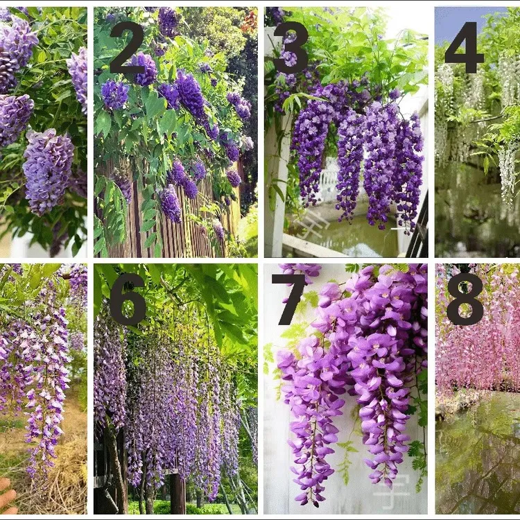 紫藤花树苗四季开花爬藤植物适用于阳台庭院围墙拱门盆栽地栽耐寒