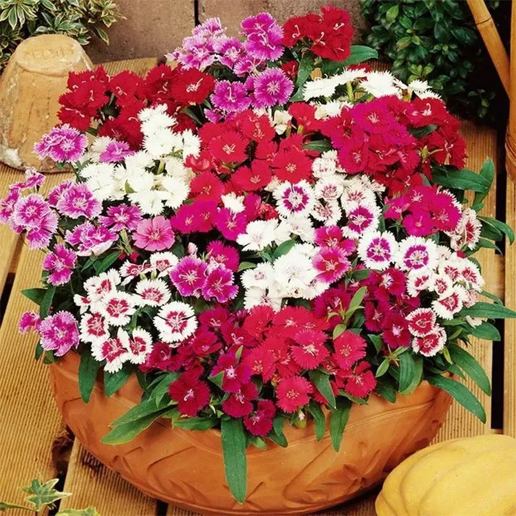 欧石竹花种籽子五彩石竹花籽石竹少女石竹多年生四季گۈل ئۇرۇقى 