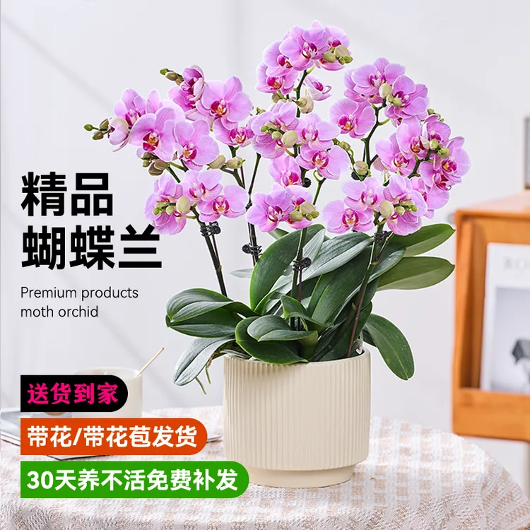 精品蝴蝶兰盆栽带花苞年宵花卉室内绿植大盆兰花春节高端送礼真花