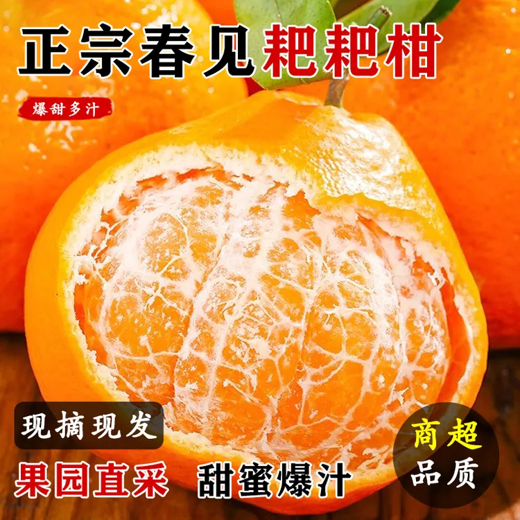四川耙耙柑 果肉细腻化渣 春节送礼佳品 产地直发坏果包赔