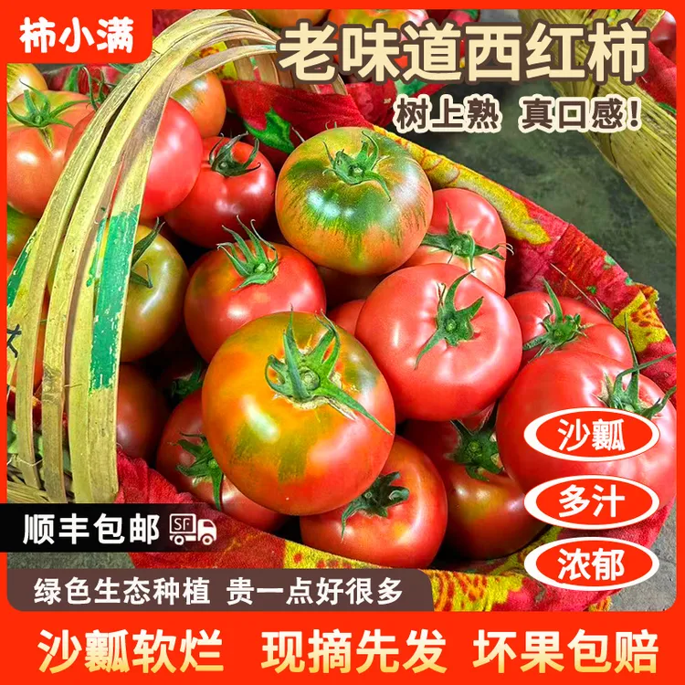  （老品种口感西红柿）攀枝花西红柿5斤生吃口感番茄洋柿子