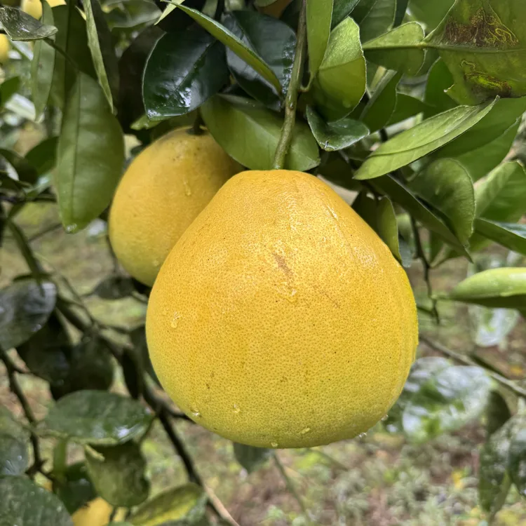 万山香柚雪峰柚冰糖柚清甜回甘个头偏小爆汁脆爽柚子5斤/9斤装