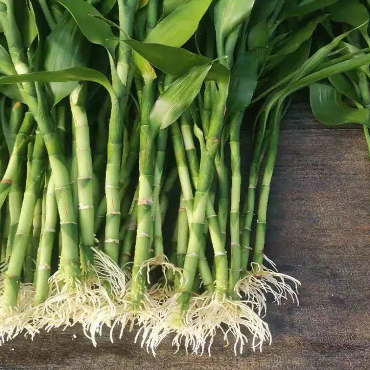 带根精品富贵竹水培大竹水培植物室内客厅绿植简单易养