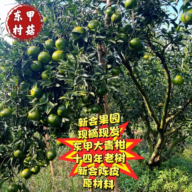 #坏果包赔#正宗新会陈皮原材料十四年老树东甲大青柑自家果园种植
