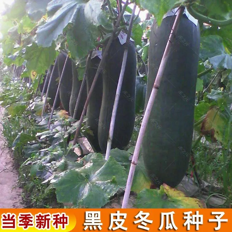 广东黑皮冬瓜种籽种子特大型春秋春季四季蔬菜种孑高产阳台菜园籽
