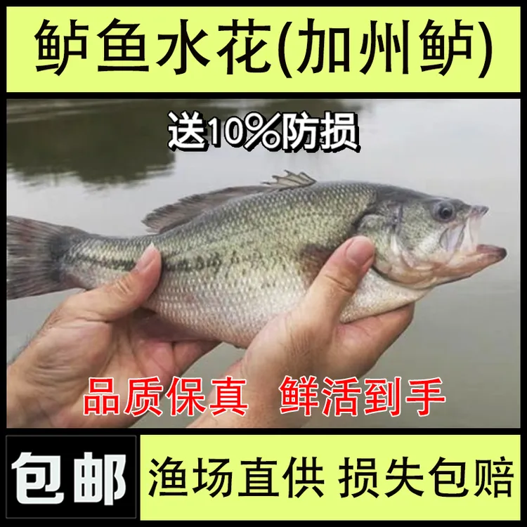 批发淡水鲈鱼水花加州鲈水花幼体卢鱼苗养殖鱼观赏小活鱼