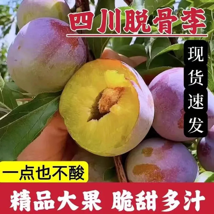 【产地直发】四川脆红李凤凰李子脆酸甜多汁新鲜现摘3/5斤孕妇水果