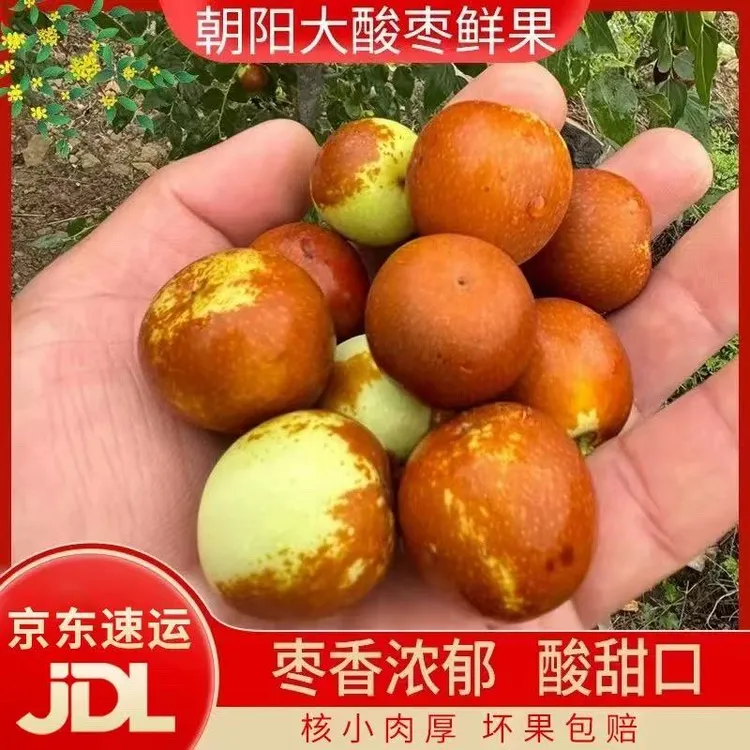25年东北朝阳大酸枣口感酸甜可口现摘现发新鲜应季水果京东包邮