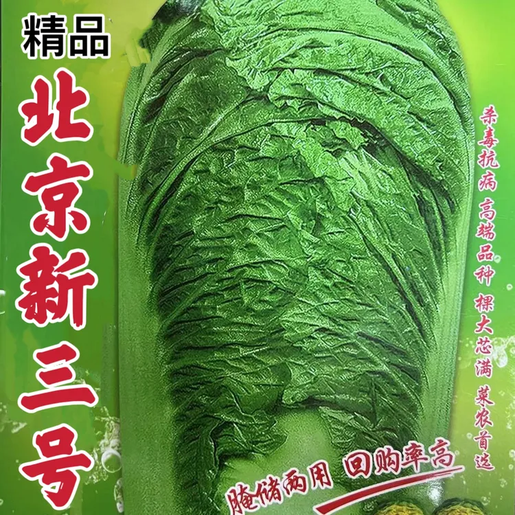 北京新三号耐寒白菜种子四季高产秋季冬储籽种冬季蔬菜子越冬大全