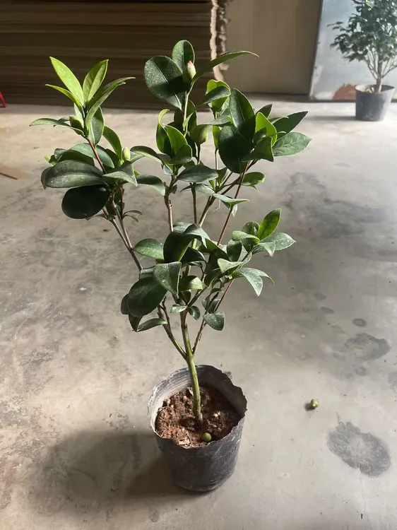 四季香妃茶花盆栽带花苞五色赤丹山茶花树苗多色好养花苗室内植物