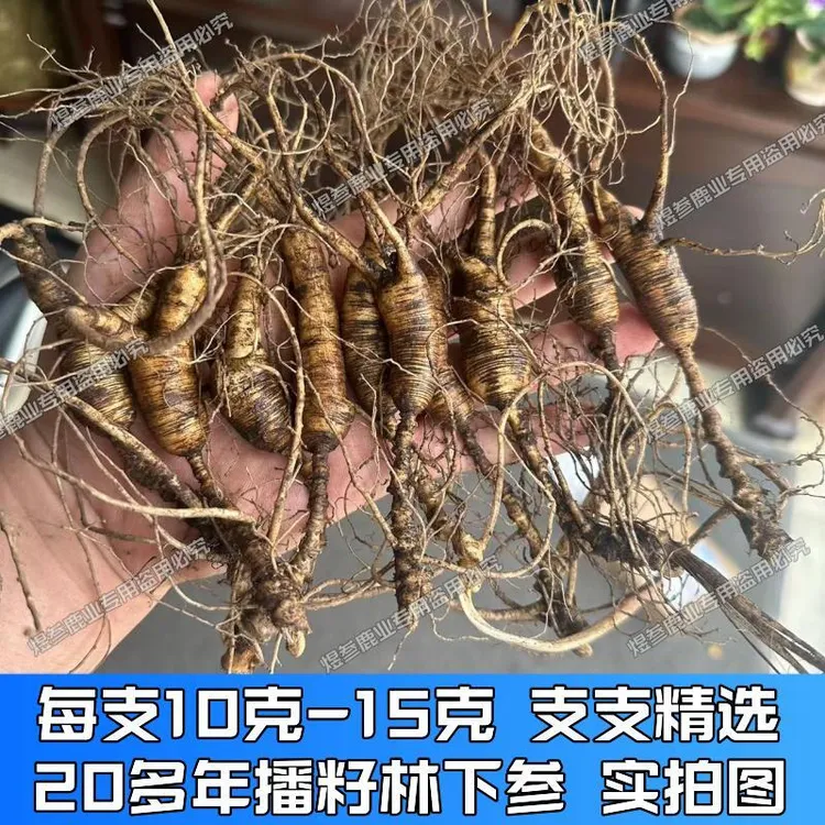 吉林长白山-原产地精选东北二十年老山参林下参食用新鲜人参