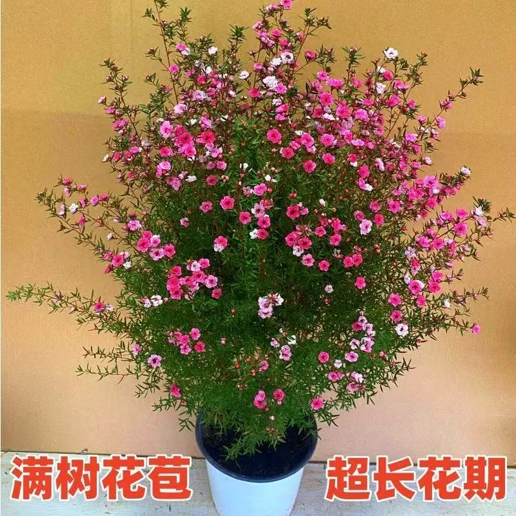 澳洲松红梅花卉盆栽带花苞超长花期耐寒耐热室内外植物