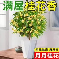 四季桂花树盆栽带香味花期长室内外庭院好养花卉绿植