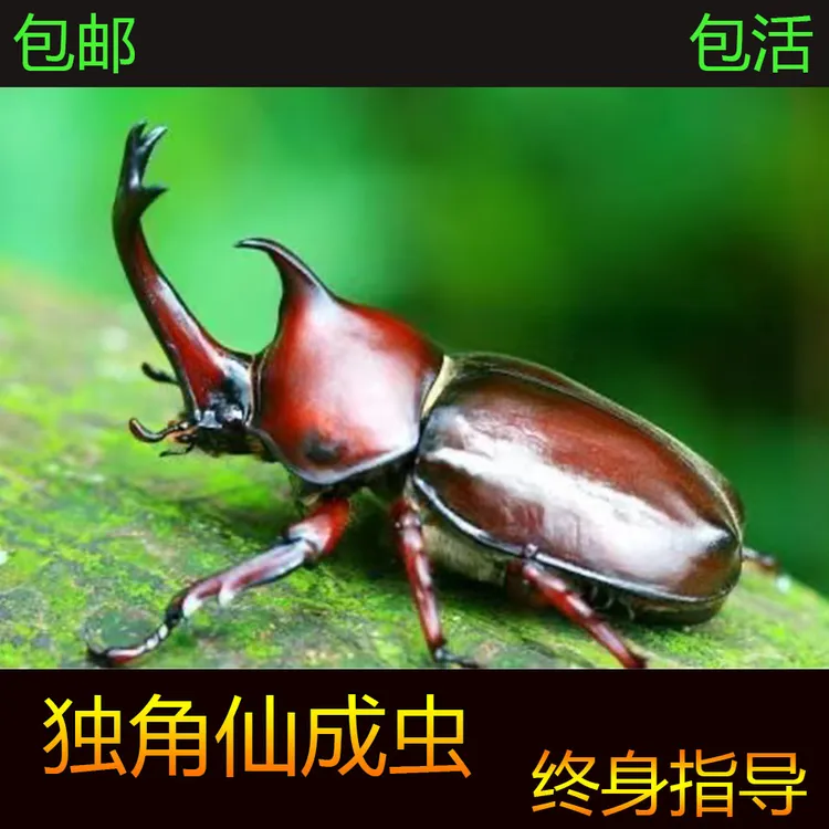 入门首选独角仙甲虫爬宠昆虫活物成虫幼虫兜虫活体包活双叉犀金龟