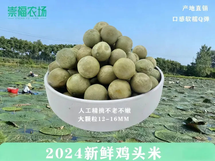 【加油吖专属】包邮潢川特产2025新鲜鸡头米12-14特大果鸡头果