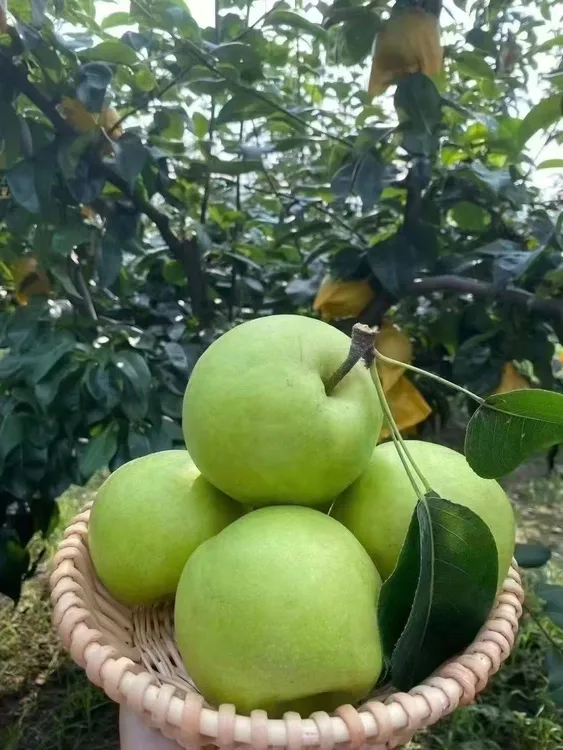 农家青皮蜜梨果园直发