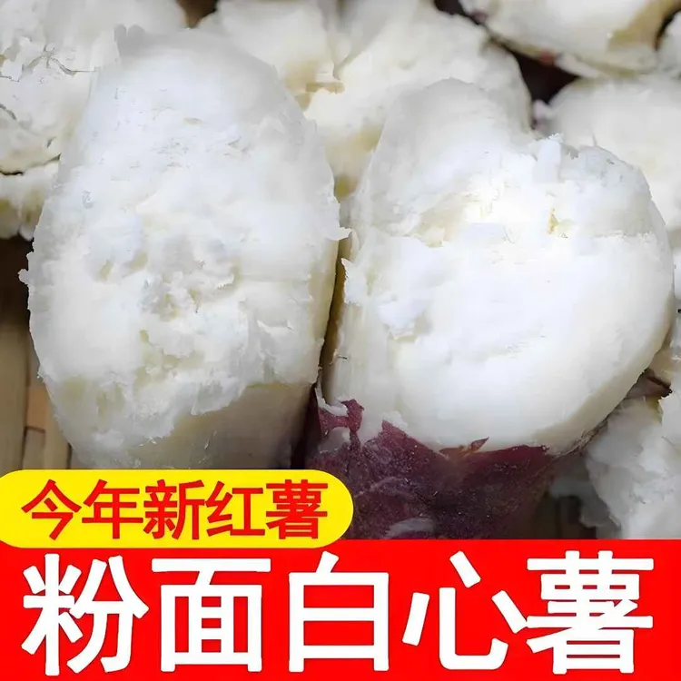 农家种植红皮白心板栗红薯新鲜板栗红薯白心地瓜番薯农家自种