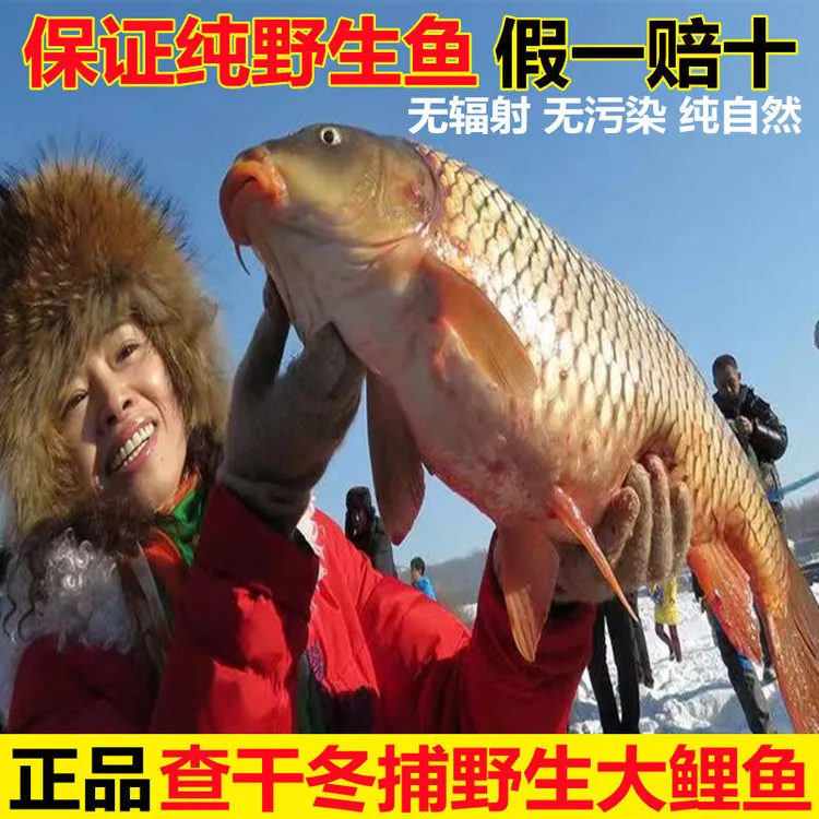 【纯冬捕大鲤鱼】查干冬捕大鲤鱼新鲜大鱼活鱼冷冻淡水鱼礼盒