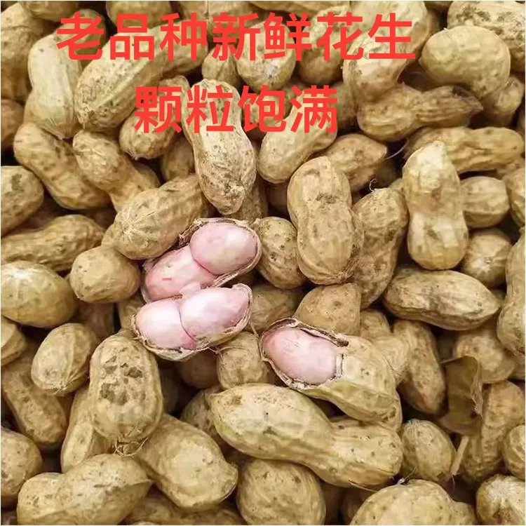 新鲜现挖2025年老品种小花生罗汉果小白沙农家现挖新鲜湿花生