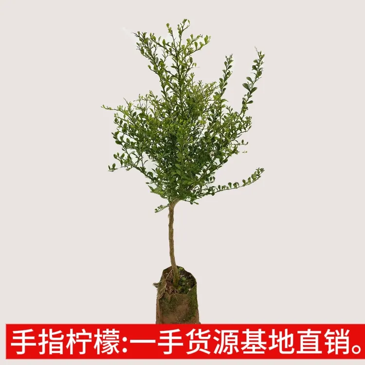 手指柠檬一手货源基地直销。