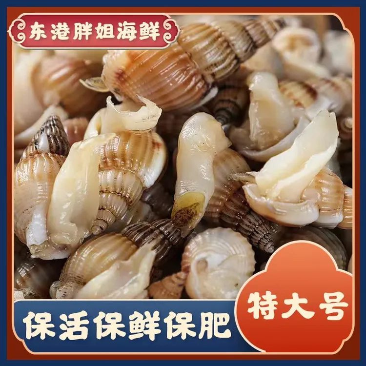 【特大号】东港海锥海螺丝海瓜子鲜活顺丰包邮保鲜保活
