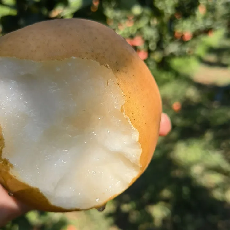 自家果园山东正宗丰水梨脆甜多汁当季深秋黄梨新鲜梨子