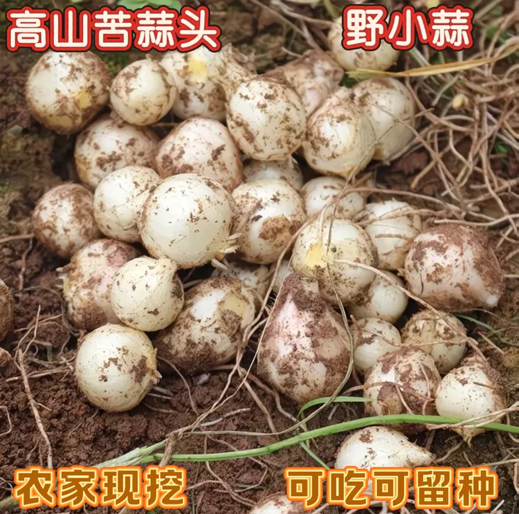新鲜苦藠 小根蒜 小蒜团葱 小蒜头 茭头野葱 苦蒜果 现挖带泥发货