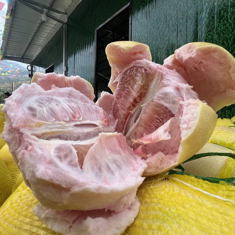 贵州道真隆兴红心柚