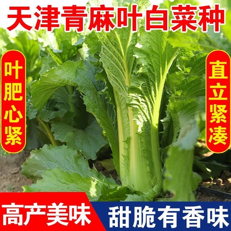 天津青麻叶菜种子绿青口大白菜种籽青麻叶高产秋季菜籽四季蔬菜孑