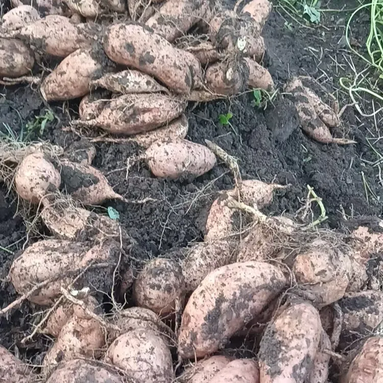 沙地蜜薯农家自种老品种烟薯三号板栗蜜薯红薯新鲜发货番薯地瓜