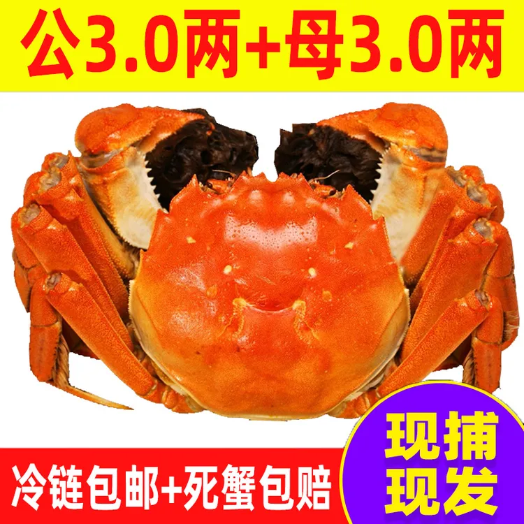 【活蟹】大螃蟹公蟹3.0两母蟹3.0两鲜活8只送2只现货特大礼盒装顺丰