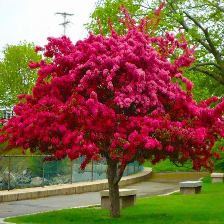 长寿冠海棠花盆栽四季花卉树苗花卉植物室内盆景老桩耐寒垂丝海棠