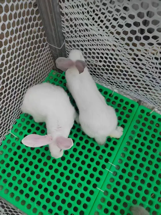 纯种伊拉兔福利活动，现场挑选，包邮包活到家