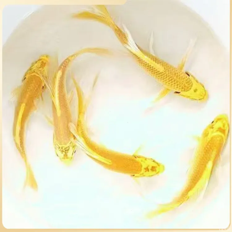 金鱼活体观赏鱼锦鲤草金鱼冷水鱼黑金锦鲤锦鲤白金锦鲤小型鱼