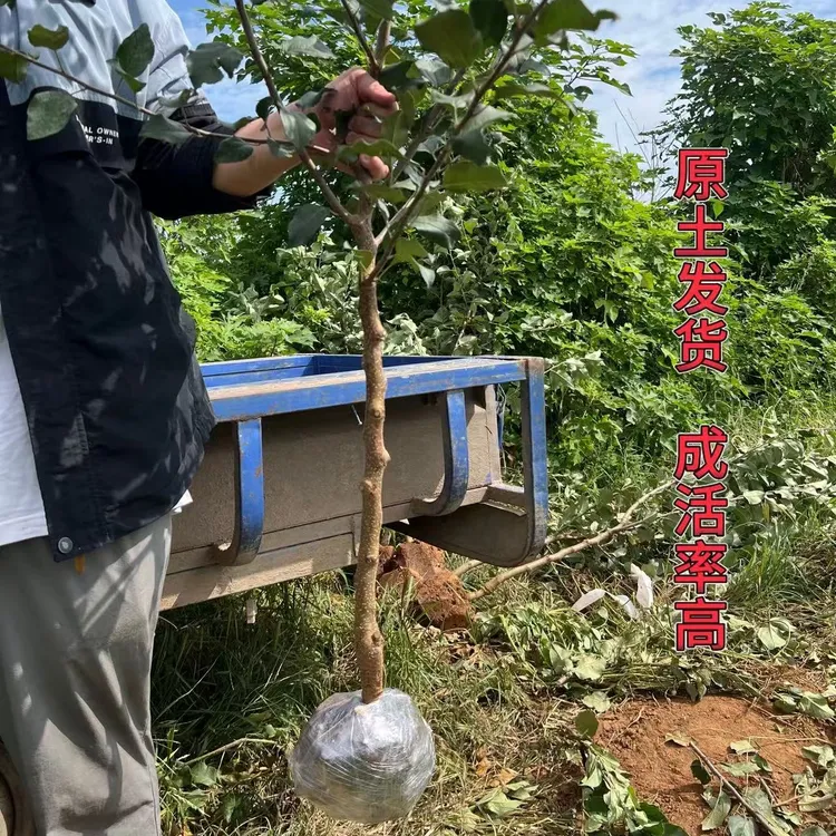 直播间多种果树苗木南方北方均可栽种抗严寒耐高温