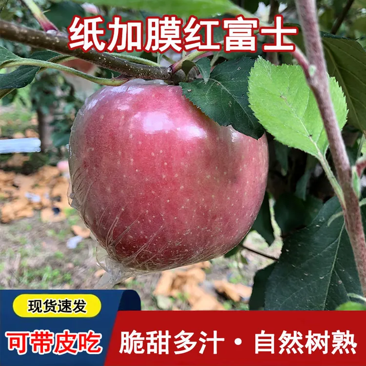 京东包邮4.8斤 山西万荣红富士苹果“纸加膜”袋双层防护无农残水果