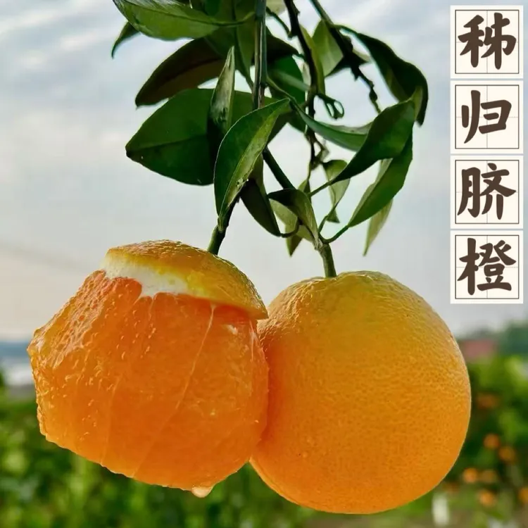 九月红果冻橙新鲜脐橙秭归产地现摘现发香甜多汁无籽无渣橙味十足
