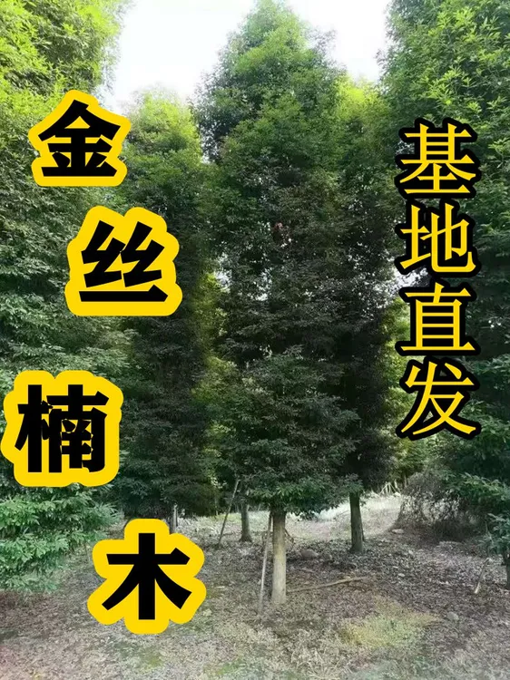 正宗金丝楠木树种子 四川小叶楠 细叶金丝楠 桢楠 包邮 