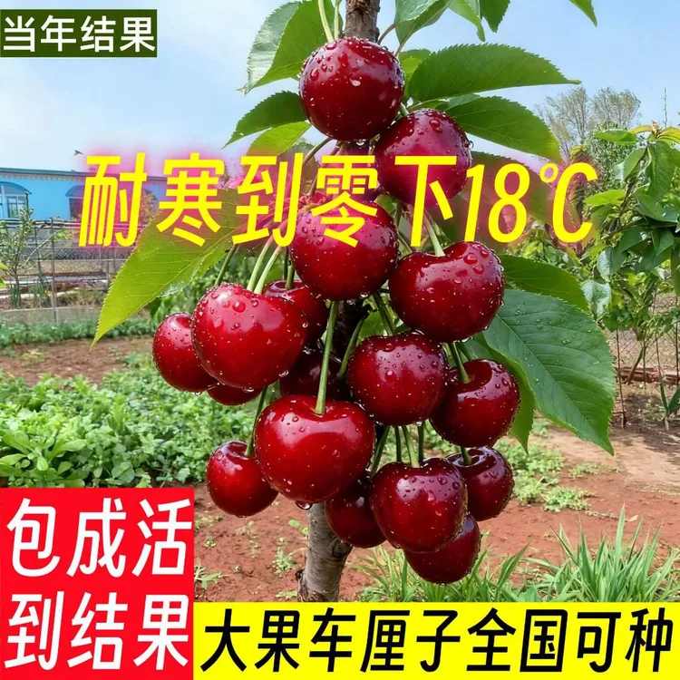 车厘子大樱桃树苗耐寒车厘子树苗盆栽正宗嫁接黑珍珠车厘子树树苗