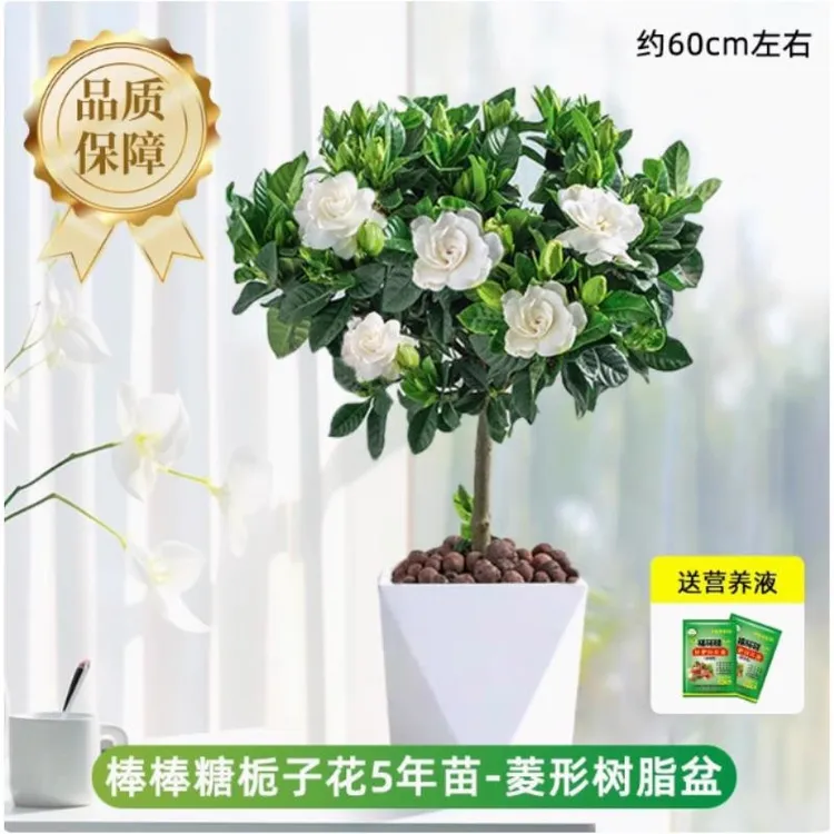 栀子花棒棒糖盆栽室内阳台绿植浓香型独杆大叶树苗花卉鲜花