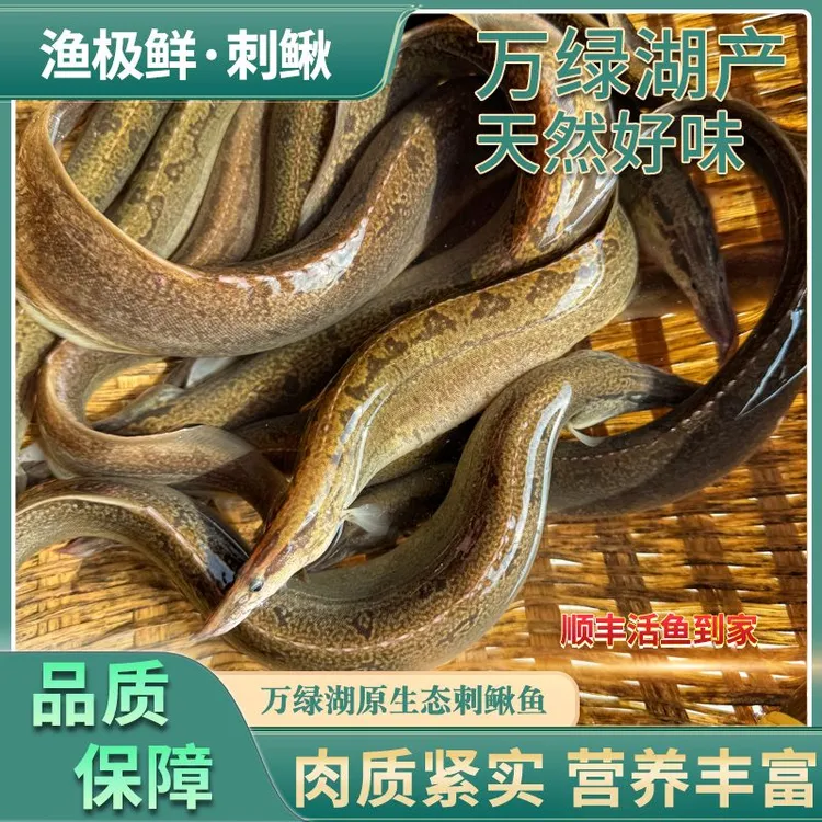 万绿湖刺鳅—猪麻锯新鲜活发顺丰包邮宴请送礼