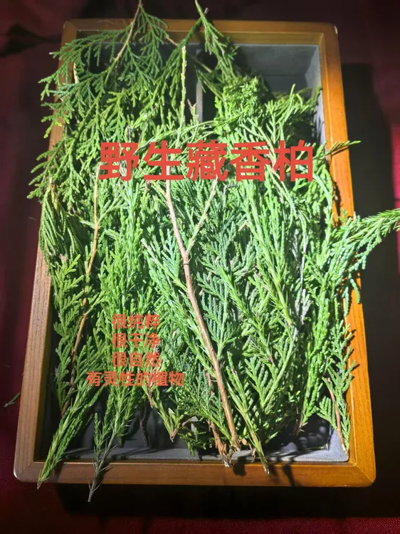 青藏高原藏香柏树枝叶香薰供养家用净化空气疗愈舒缓身心