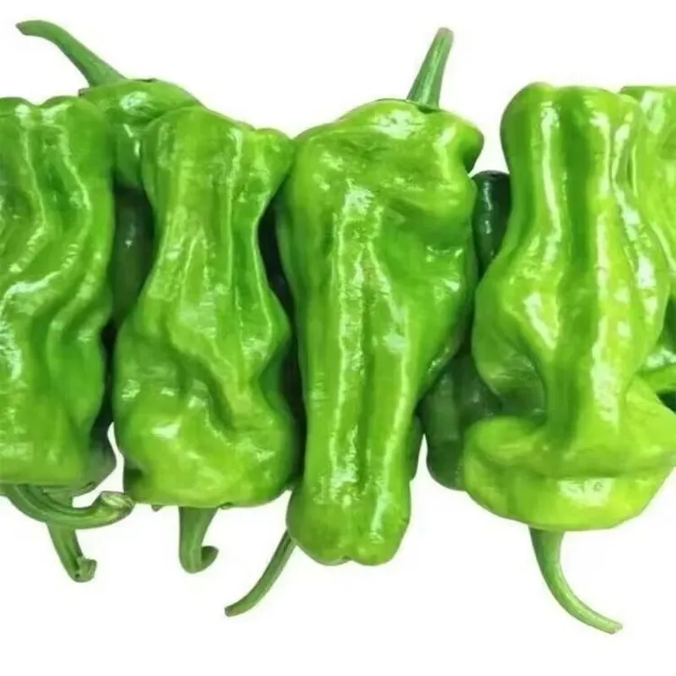 【淮扬美味 源头供销】淮安新鲜绿色健康苏椒无残留微辣薄皮青椒