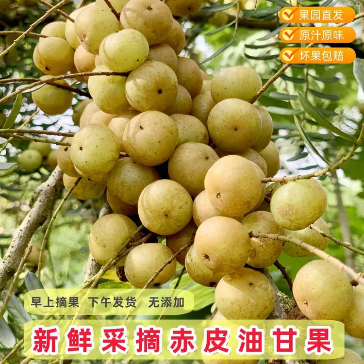 潮汕赤皮油甘果小个子回甘好新鲜现摘余甘果生吃回甘好榨汁煲汤