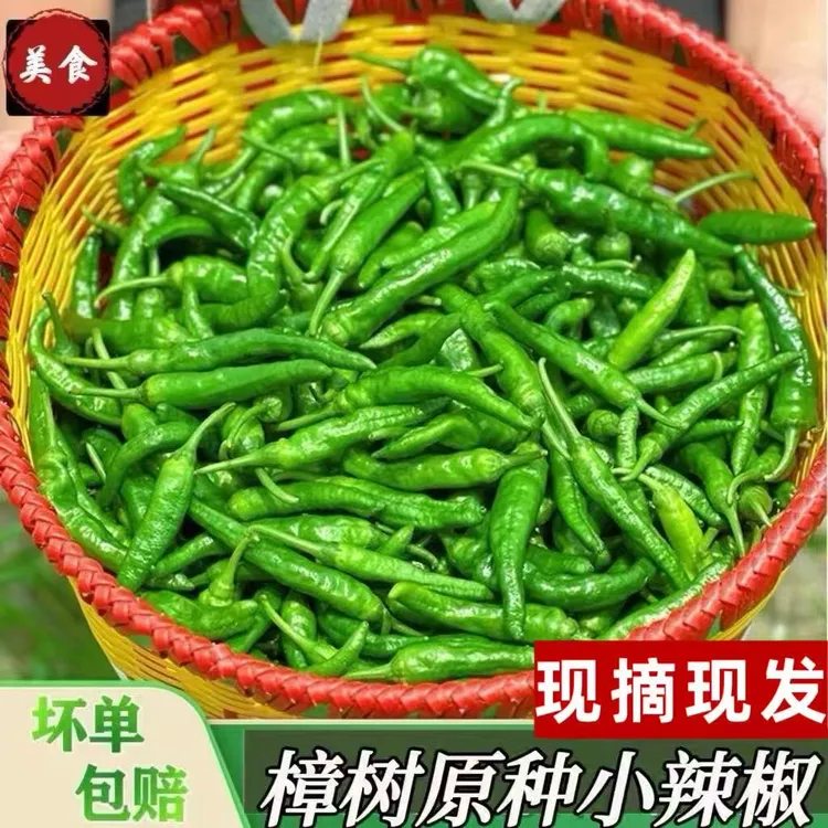 【现摘现发】樟树薄皮青椒农家自种湖南品种微辣软糯鲜辣椒虎皮辣椒