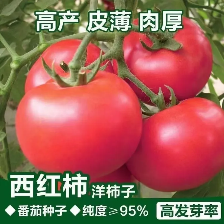 沙瓤大粉大番茄种籽大果粉西红柿籽毛粉柿子西红柿苗农家番茄种子
