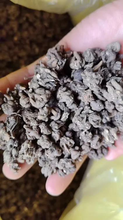 云南高山天然新货粒粒精选爪爪分明猫爪草