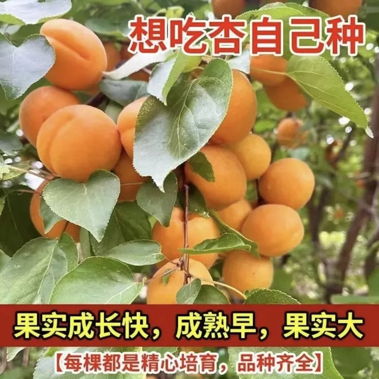 a【帝王杏树苗】纯甜帝王杏巨密王杏树现挖原土 不挑土南北方种植